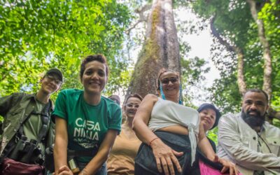 Diário de Bordo #6: reflorestamento e vanguarda cultural em Alta Floresta