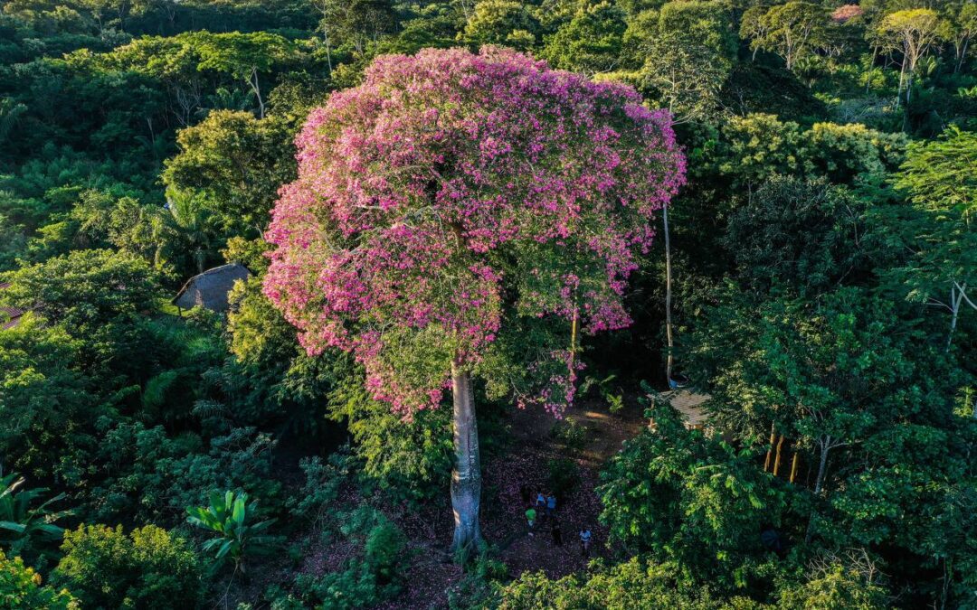 Ninjas na Estrada: novo canal da Mídia NINJA reúne histórias e imagens de lugares inspiradores