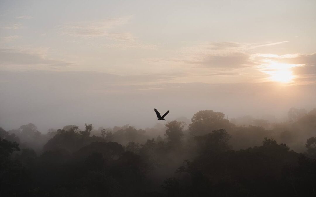 Cristalino Lodge: um santuário amazônico no norte de Mato Grosso